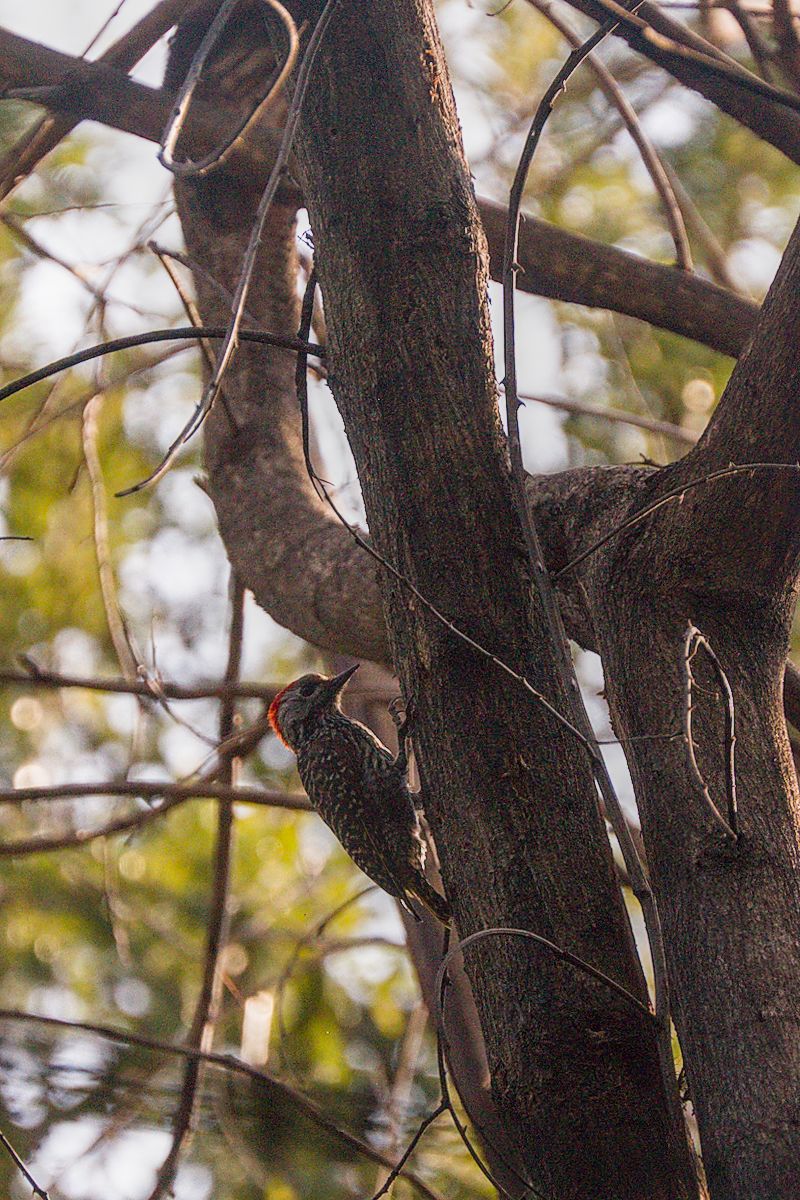 Woodpecker nesting on the Magaliesberg game farm