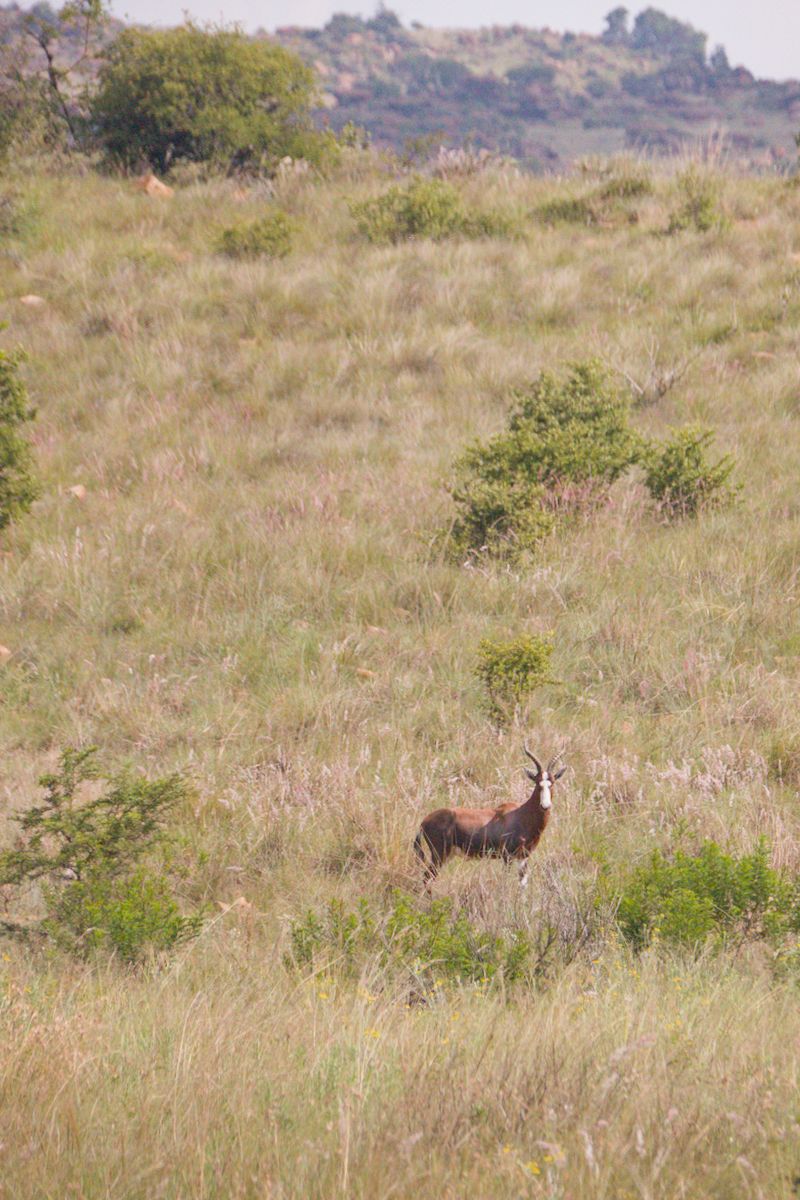 Antelope roaming on the private game farm in the Magaliesberg