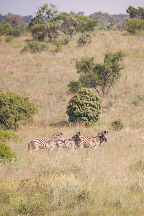 Zebras grazing on the private game farm in the Magaliesberg